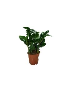 Zamioculcas Zamiifolia- ZZ Plant