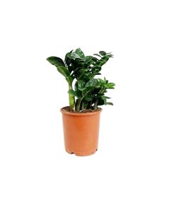 Zamioculcas Zenzi ''ZZ Plant''